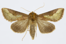 Thysanoplusia orichalcea