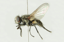 Musca autumnalis De Geer, 1776