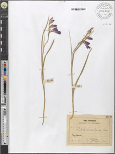 Gladiolus atroviolaceus Boiss