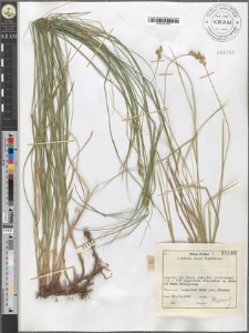 Carex brizoides L.