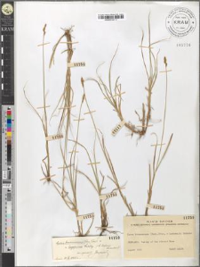 Carex brunnescens (Pers.) Poir. × Lachenalii Schkuhr