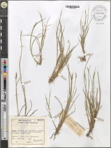 Carex ? leporina/canescens