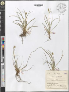 Carex capillaris L.