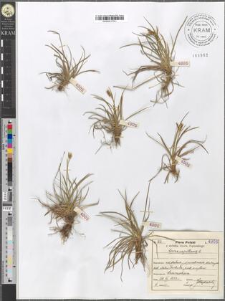 Carex capillaris L.