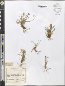 Carex capillaris