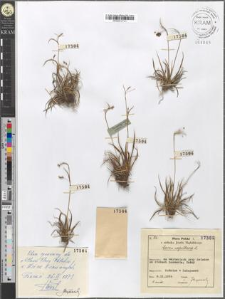 Carex capillaris L.