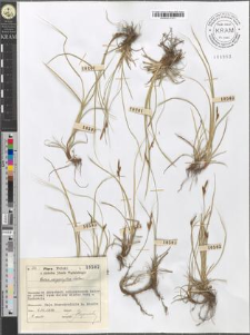 Carex caryophyllea Latour