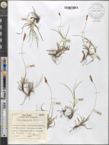 Carex caryophyllea Latour.