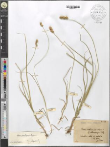 Carex echinata Murr. var. [?] [?]