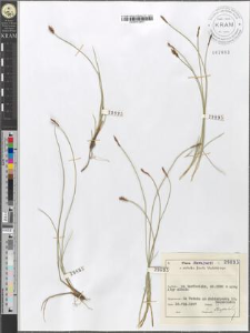 Carex Davalliana