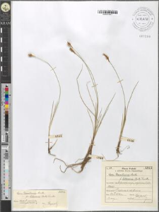 Carex Davalliana Smith fo. Sieberiana (Opitz) Kunth
