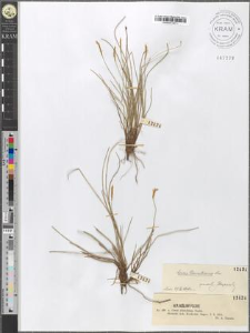 Carex Davalliana Smith.