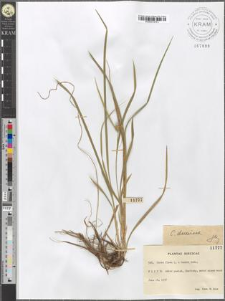 Carex flava L. × Oederi retz.