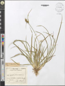 Carex demissa