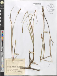 Carex disticha Huds.