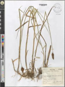 Carex disticha Huds.