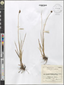 Carex disticha Huds.