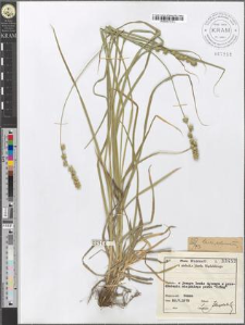 Carex echinata