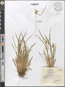 Carex flava L.