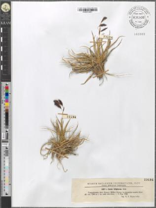 Carex fuliginosa Schk.