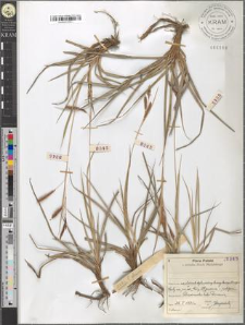 Carex glauca