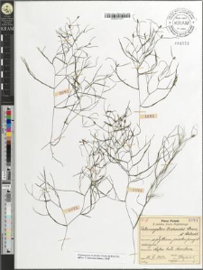 Potamogeton trichoides Cham. et Schlecht.