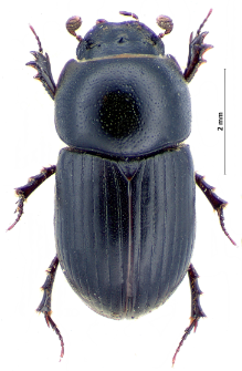 Aphodius ater (Ch. De Geer, 1774)