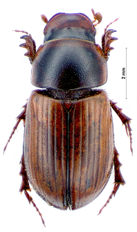 Aphodius lugens Creutzer, 1799