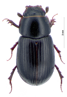 Aphodius nemoralis W.F. Erichson, 1848