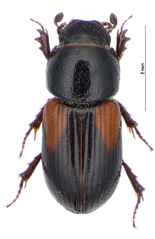 Aphodius varians C. Duftschmid, 1805