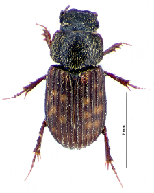 Heptaulacus testudinarius (Fabricius, 1775)