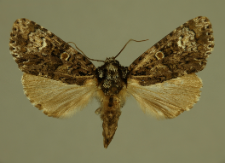 Craniophora ligustri (Denis & Schiffermüller, 1775)