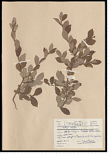 Salix aurita L.