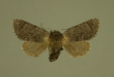 Acronicta euphorbiae (Denis & Schiffermüller, 1775)