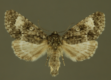 Acronicta megacephala (Denis & Schiffermüller, 1775)