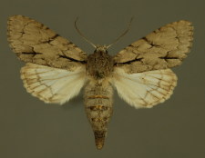 Acronicta psi (Linnaeus, 1758)