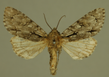 Acronicta cuspis (Hübner, 1813)