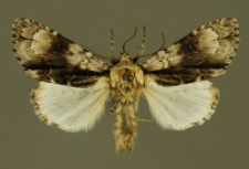 Acronicta alni (Linnaeus, 1767)