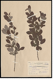 Salix aurita L.