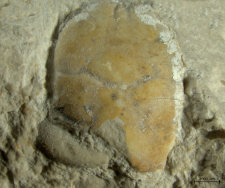 Tanidromites scheffnerae