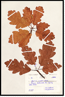 Quercus petraea (Matt.) Liebl.