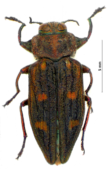 Chrysobothris chrysostigma (Linnaeus, 1758)
