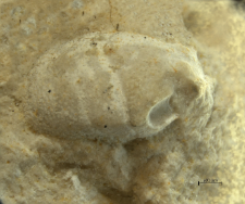 Goniodromites kubai