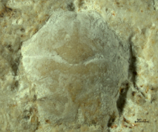 Goniodromites kubai