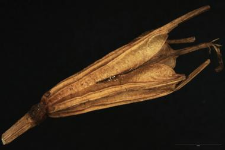 Nigella arvensis L.