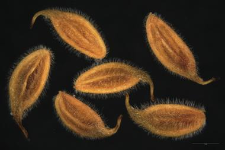 Anemone nemorosa L.