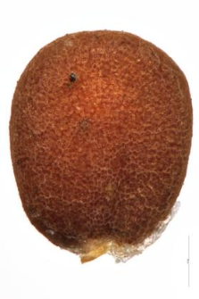 Teesdalea nudicaulis (L.) R. Br.