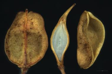 Lepidium campestre (L.) R. Br.