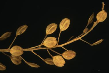 Lepidium ruderale L.