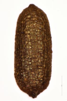 Hypericum maculatum Cr.